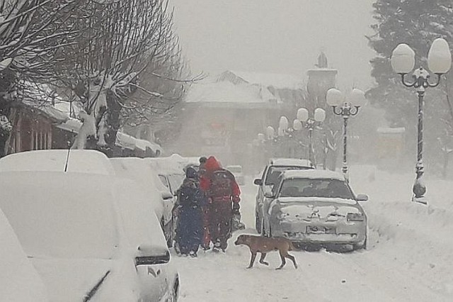 Снегопад в Колашине в январе 2019 года. Фото: Vijesti.me, Dragana Šćepanović