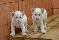Два львенка Вук и Эльза в белградском зоопарке. Фото: Novosti.rs, V. Danilov