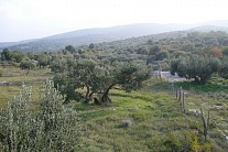 Оливковые деревья в Хорватии