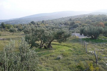В Пуле открылся музей оливкового масла