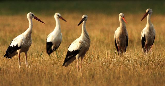 Первые уроки полета у молодых аистов в Сербии
