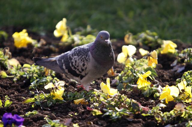 Солнечная погода в сербском Нови-Саде