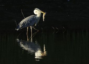 Утренняя охота цапель в Сербии