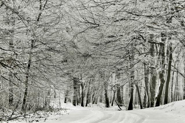 Снегопад в национальном парке Сербии "Фрушка-Гора"