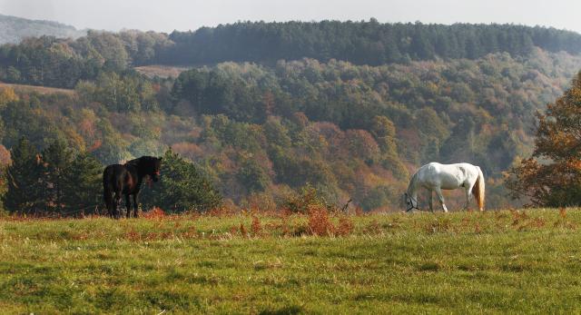 Осень в сербском национальном парке "Фрушка-Гора"