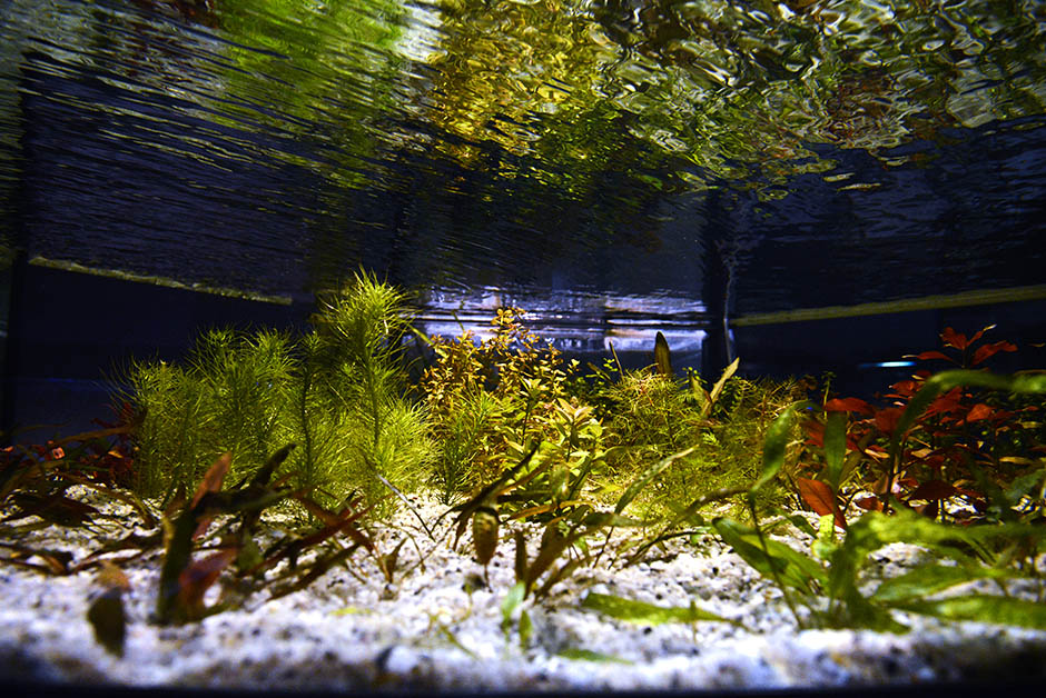 Живой уголок у Топчидерского парка