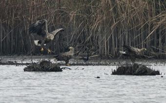 Орланы-белохвосты в сербской Воеводине