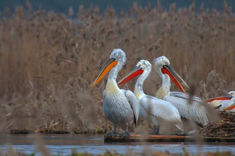 Пеликаны на Скадарском озере. Фото: NPCG