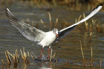 Чайка на Дунае в поисках пищи