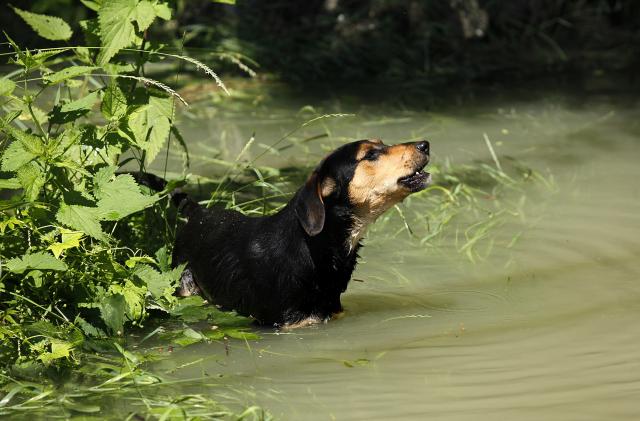 Затопление сербского поселка Бездан