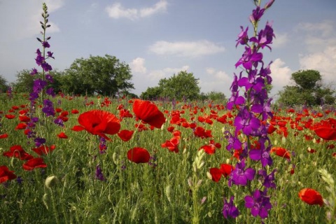 Весенние поля и луга в Сербии 
