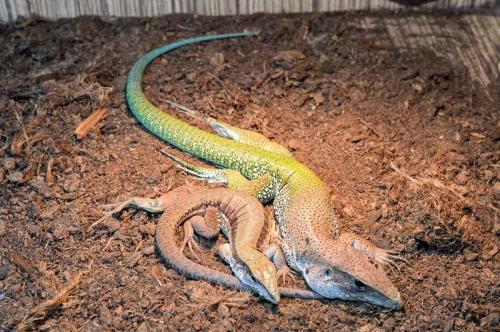 Выставка обитателей аквариумов и террариумов в Загребе