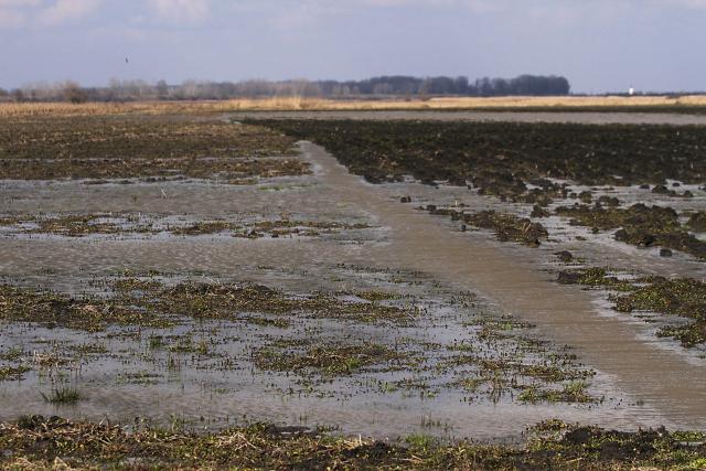 Поля в окрестностях Нови-Кнежеваца