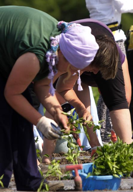 Посадка перца в окрестностях города Руски-Крстур в Сербии. Фото: TANJUG, Jaroslav Pap, bk Посадка перца в окрестностях города Руски-Крстур