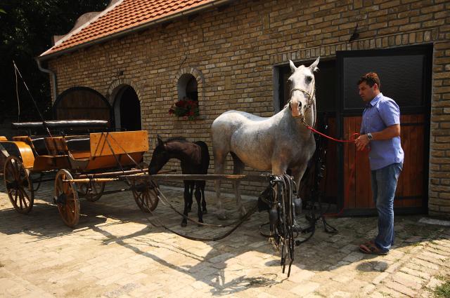 Подготовка к фестивалю конных повозок в Нови-Саде