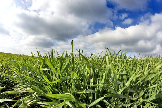 Пшеничные поля в окрестностях сербского Нови-Сада