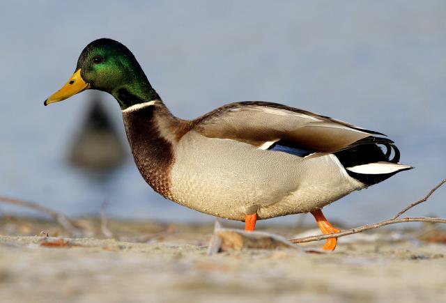 Птичье царство в Нови-Саде