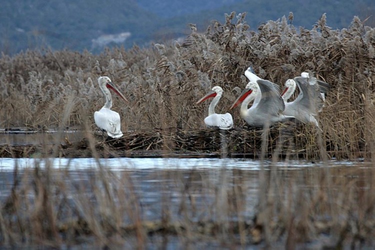 Пеликаны на Скадарском озере. Фото: Cdm