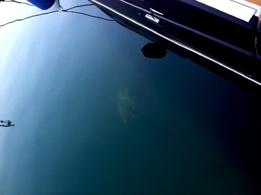 Морская черепаха в заливе Тивата. Фото: Porto Montenegro