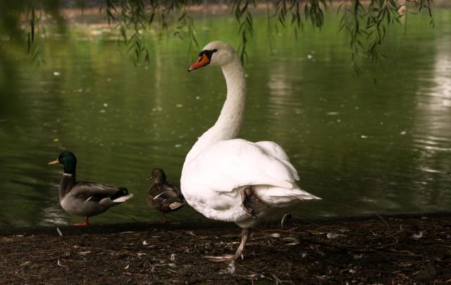 Лебедь в Дунайском парке. Фото: TANJUG, Jaroslav Pap Дунайский парк в Нови-Саде в спокойную осеннюю погоду