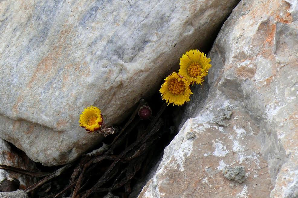 Раннее цветение одуванчиков и фиалок на севере Черногории