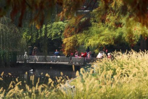 Осенний день в Дунайском парке в Нови-Саде