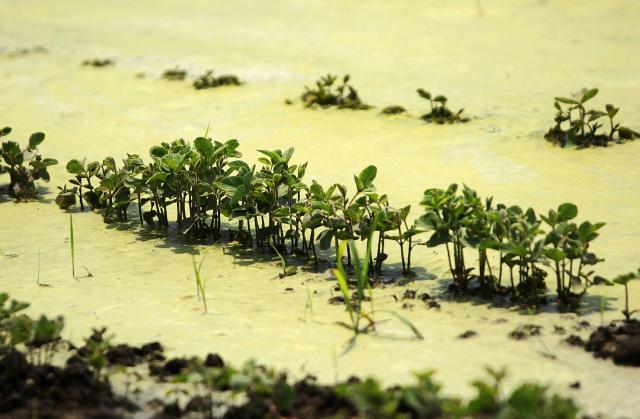 Поля в окрестностях Нови-Сада