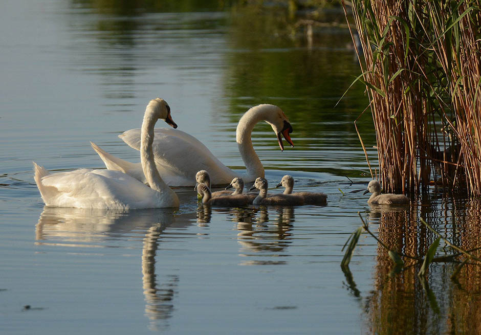 Лебеди на Большом Бачском канале 