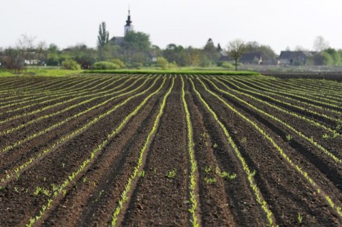 Кукурузные поля в окрестностях сербского Сомбора
