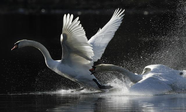 Борьба лебедей на Дунае