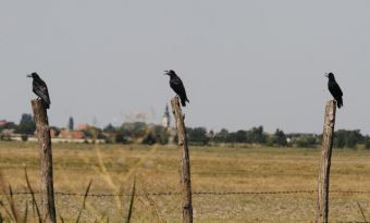 Тропическая жара в окрестностях Нови-Сада