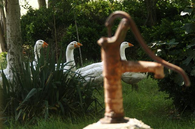 Летний день в сербском Орловате