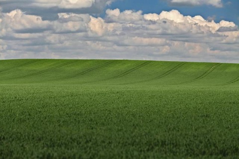 Зеленые поля сербской Воеводины весной