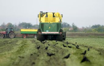 Сбор гороха в сербском поселке Руски-Крстур 