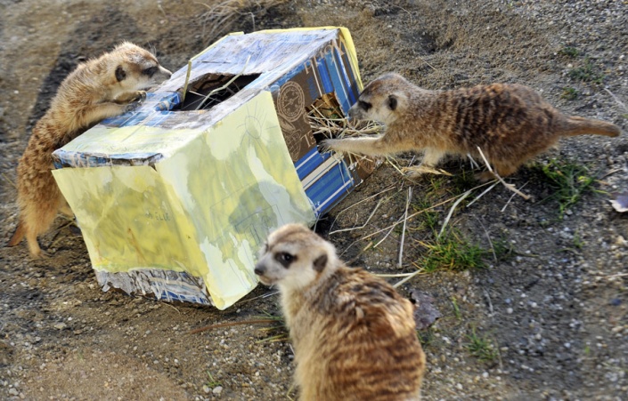 Новогодние подарки обитателям зоопарка в Загребе