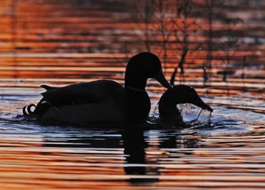 Дикие утки на Дунае