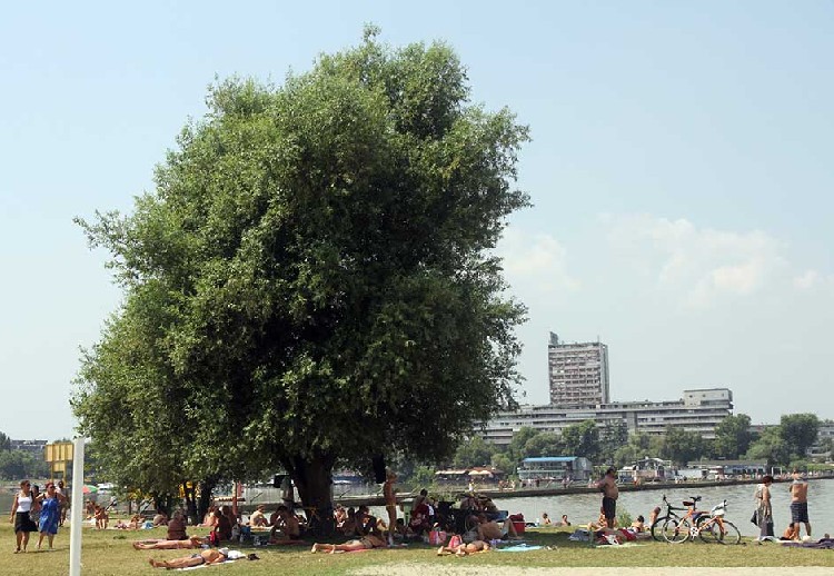 Пляж "Лидо" в Белграде в июле 2016 года