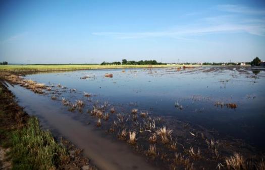 Поля в окрестностях Нови-Сада