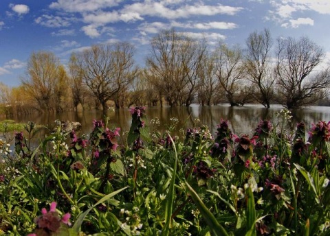 Весенний день в окрестностях сербского Нови-Сада