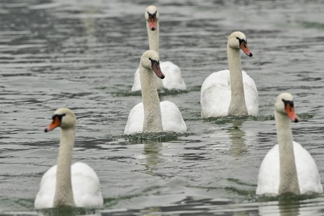 Лебеди на Дунае в Нови-Саде