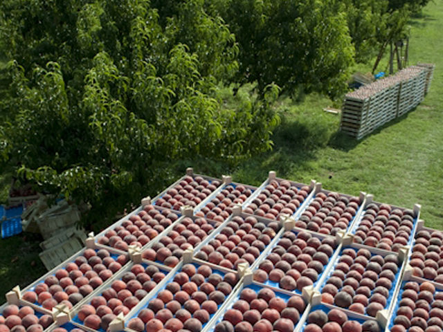 Сбор урожая персиков в Черногории. Фото: Rtcg.me