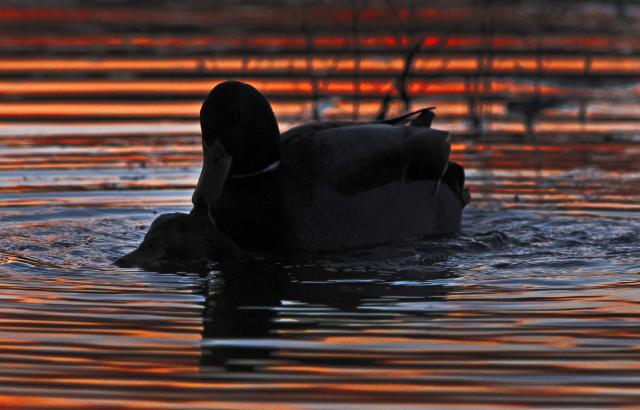 Дикие утки на Дунае