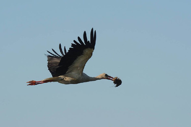 Лебеди на Большом Бачском канале 