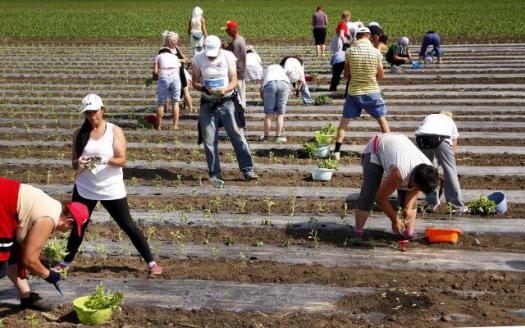 Посадка перца в окрестностях Руски-Крстура. Фото: TANJUG, JAROSLAV PAP, bk Посадка перца в окрестностях города Руски-Крстур