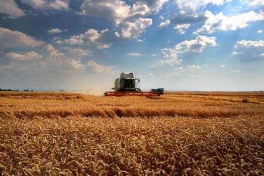 Поля в окрестностях Нови-Сада