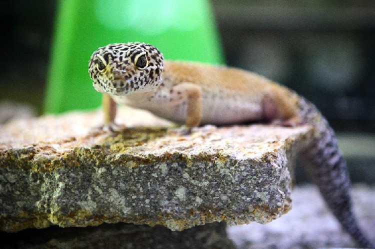 Живой уголок у Топчидерского парка