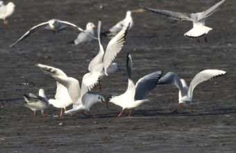 Чайки в пойме Дуная в окрестностях Нови-Сада