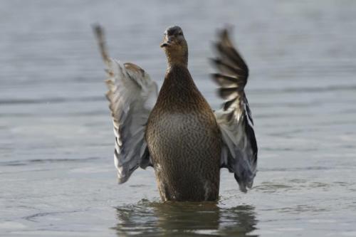 Дикие утки на Дунае