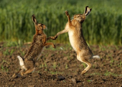 Заячьи бои в окрестностях сербского Сомбора