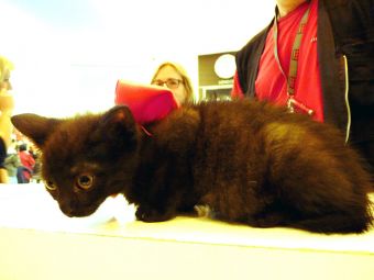 Выставка кошек в Белграде